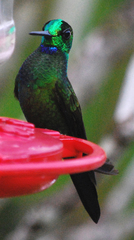 Heliodoxa jacula jacula