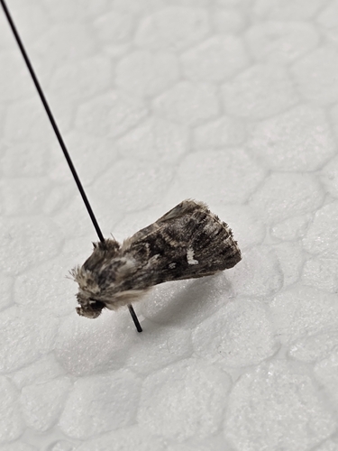 Toadflax Brocade Moth