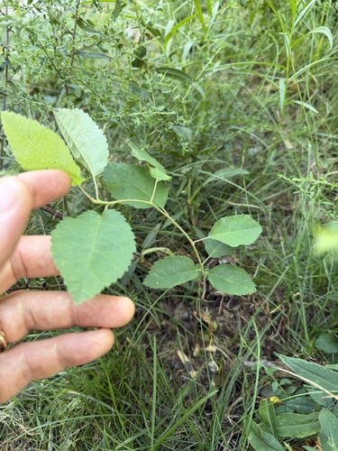serviceberries