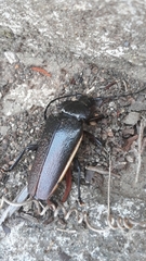 Solenoptera