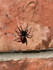 Castianeira descripta