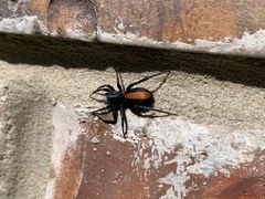 Castianeira descripta