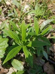 Lithospermum latifolium