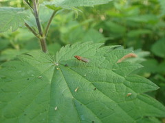 Psila