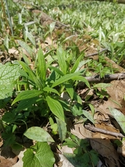 Lithospermum latifolium