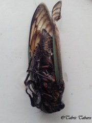 Cicadidae