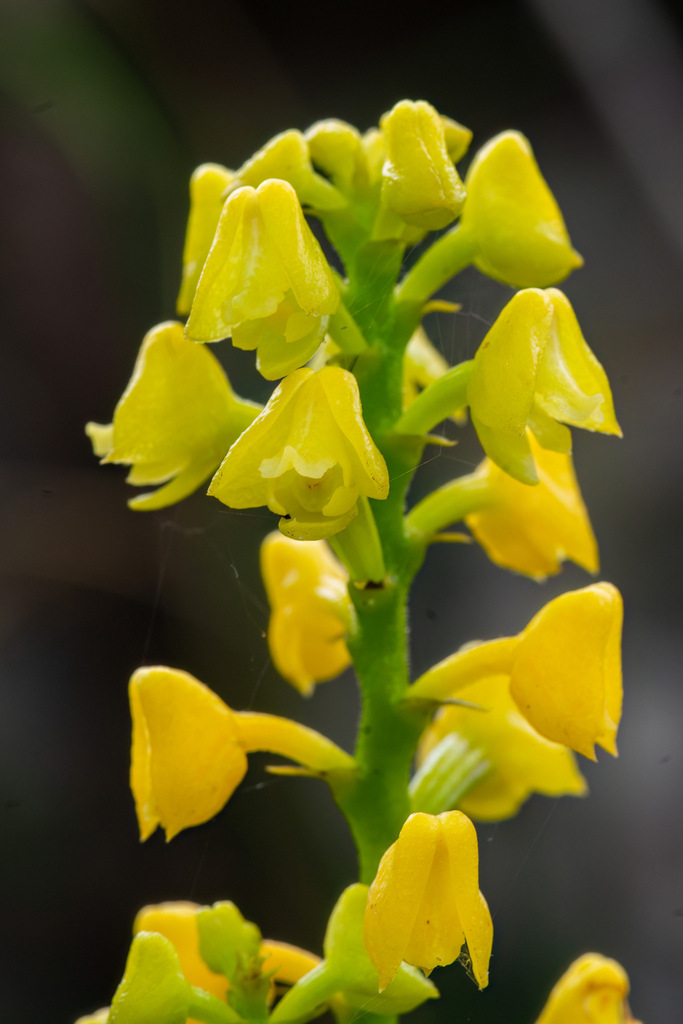 Polystachya henrici