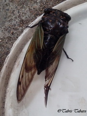 Cicadidae
