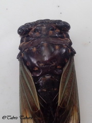Cicadidae