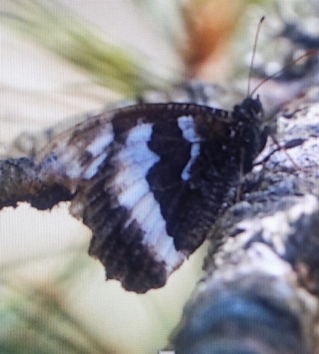 Great Banded Grayling