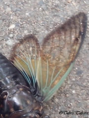 Cicadidae