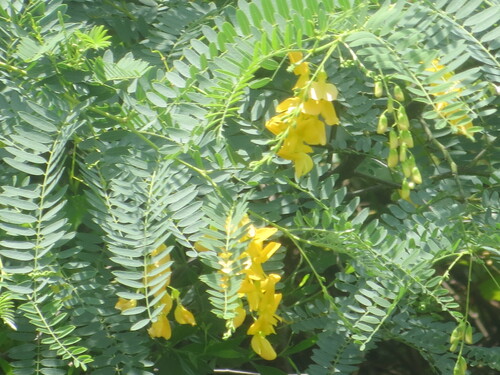 Poisonbean (Sesbania drummondii)