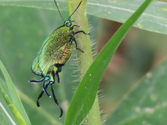 Arcas imperialis