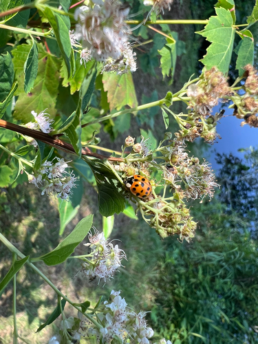 Asian Lady Beetle