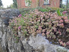 Hylotelephium ewersii, photograph (c) qvaak, some rights reserved (CC BY-SA)
