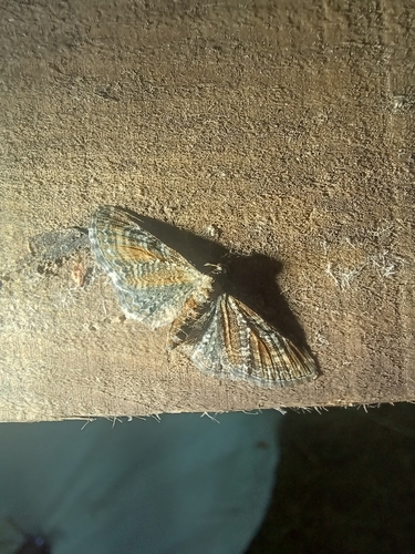 Tawny Speckled Pug