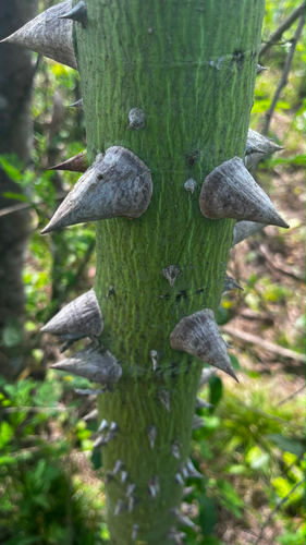 Kapok Tree