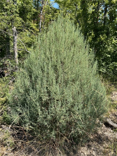 Juniperus foetidissima, photograph 2