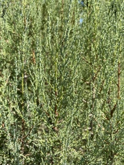 Juniperus foetidissima
