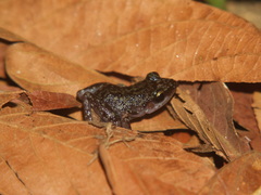 Eleutherodactylus leprus