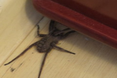 Phoneutria eickstedtae