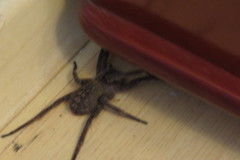 Phoneutria eickstedtae