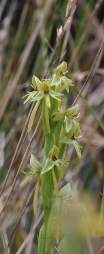 Gollmeri Orchid