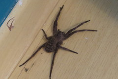 Phoneutria eickstedtae