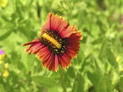 Gaillardia amblyodon