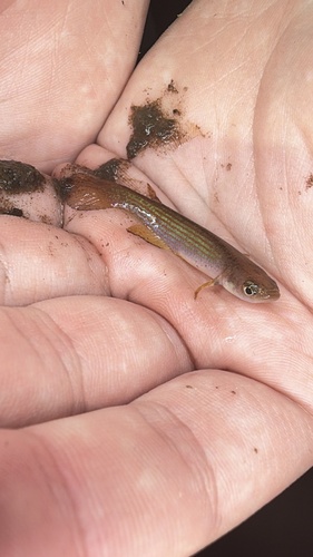Smallfin rivulus (Anablepsoides micropus) — Rivulidae — 5