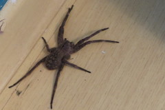 Phoneutria eickstedtae