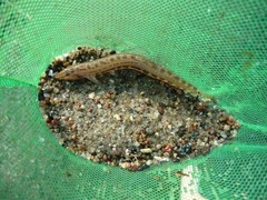 Cobitis taenia
