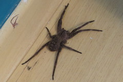 Phoneutria eickstedtae