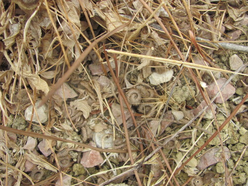 Scorpiurus muricatus