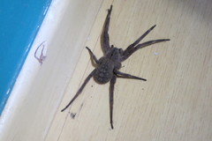 Phoneutria eickstedtae