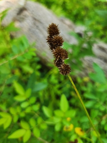 Carex cristatella, photograph 6