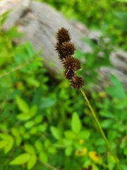 Carex cristatella, photograph (c) Judy Dobles, some rights reserved (CC BY)