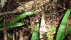 Phoneutria eickstedtae