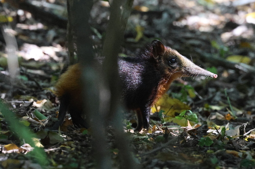 Rhynchocyon chrysopygus