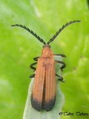 Lycidae