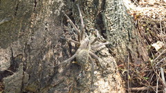 Phoneutria eickstedtae