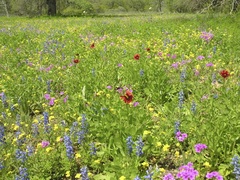 Gaillardia amblyodon