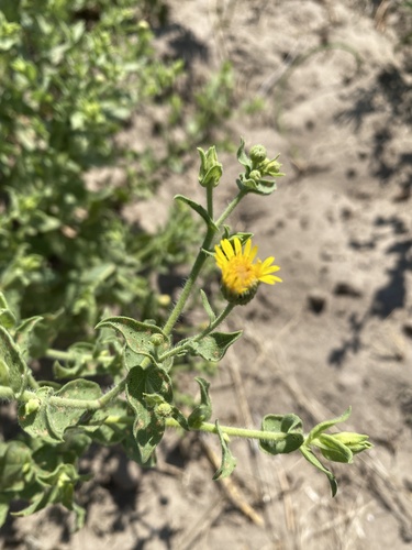 Camphorweed