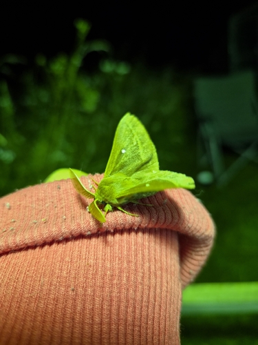 Grass Eggar