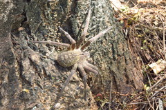 Phoneutria eickstedtae