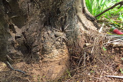 Phoneutria eickstedtae