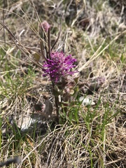 Veronica wyomingensis