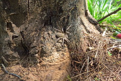 Phoneutria eickstedtae