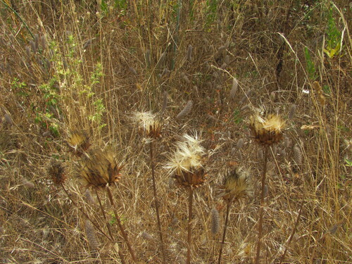 Cynara humilis, photograph 5