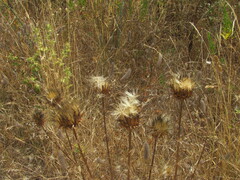 Cynara humilis, photograph (c) zebedeugalinha, some rights reserved (CC BY)
